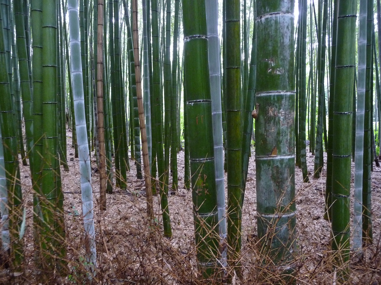 The Benefits of Bamboo in Sustainable Living